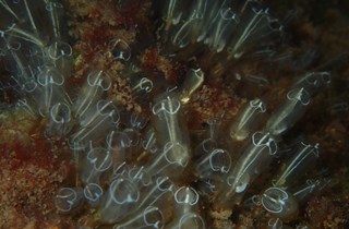 Lightbulb ascidian