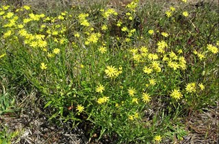 Madagascar ragwort