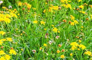 Madagascar ragwort