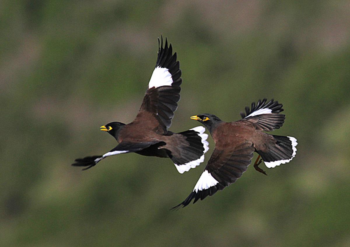 Myna Pest Control Hub Northland Regional Council