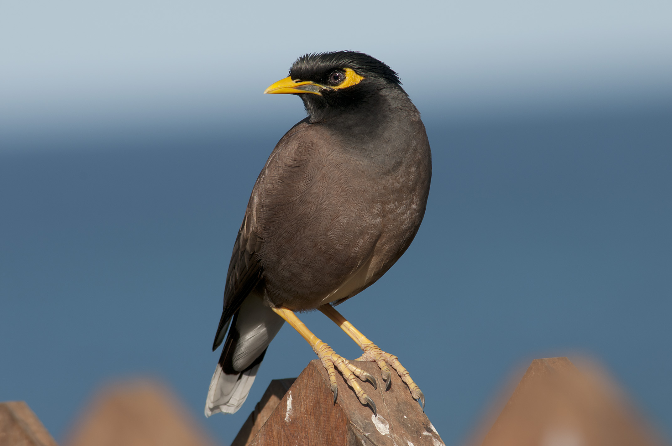 Myna Pest Control Hub Northland Regional Council