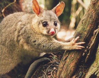 Timms Possum Trap, Effective possum traps