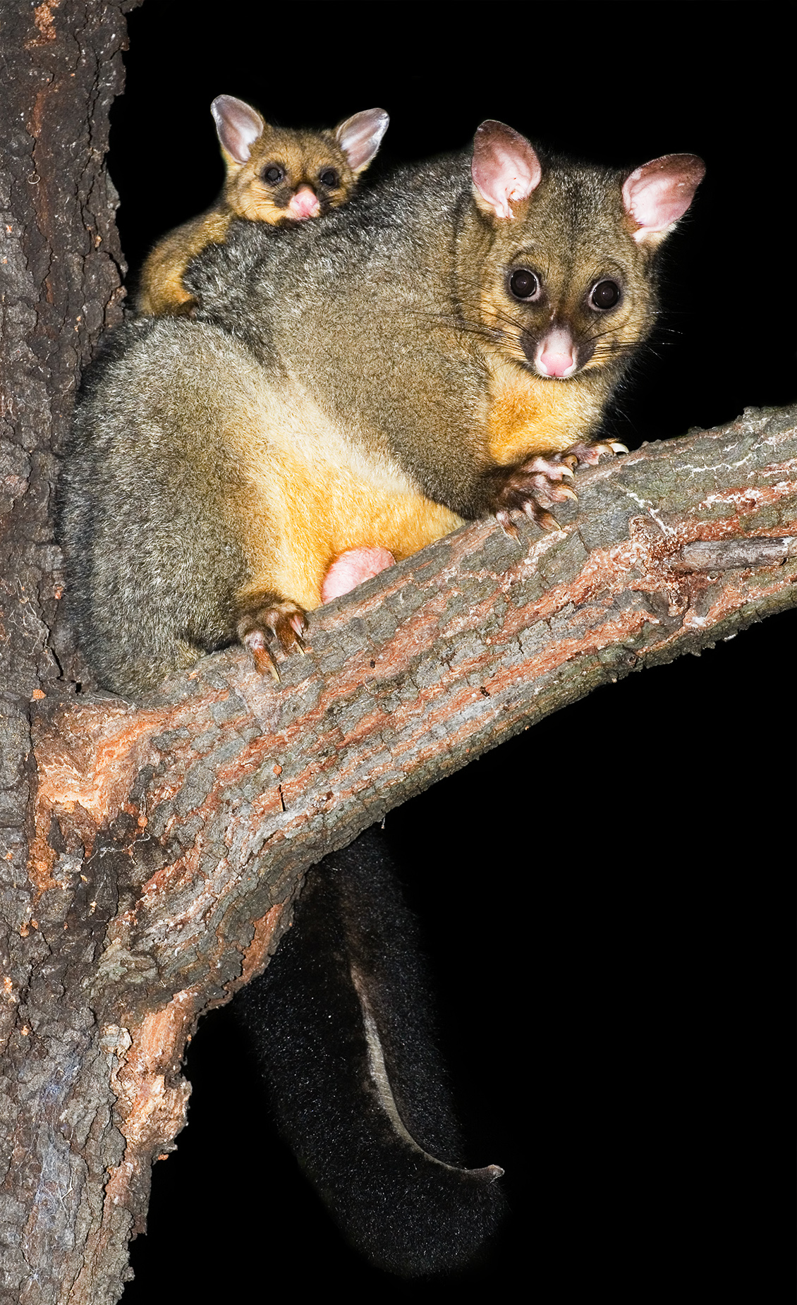 Possum Master Trap, Effective possum traps