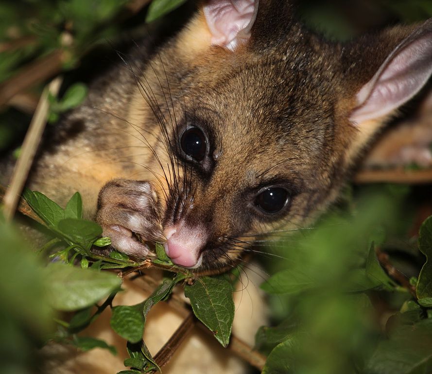 Effective Ways To Get Rid Of Possums - communityprojectsafrica