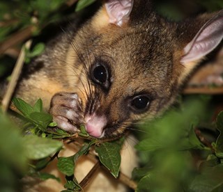 Possum Trapping