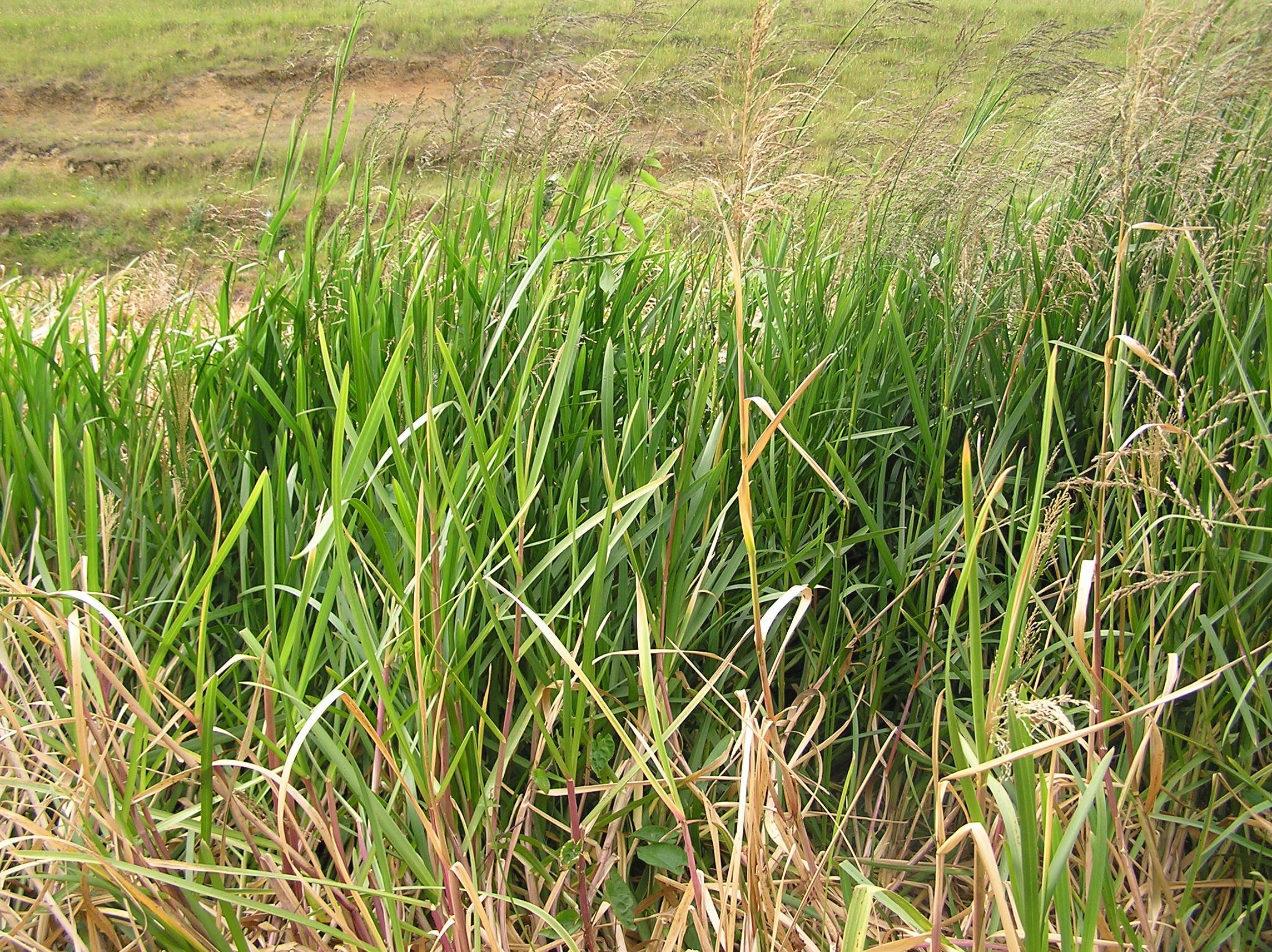 Reed sweetgrass identification and control: Glyceria maxima - King