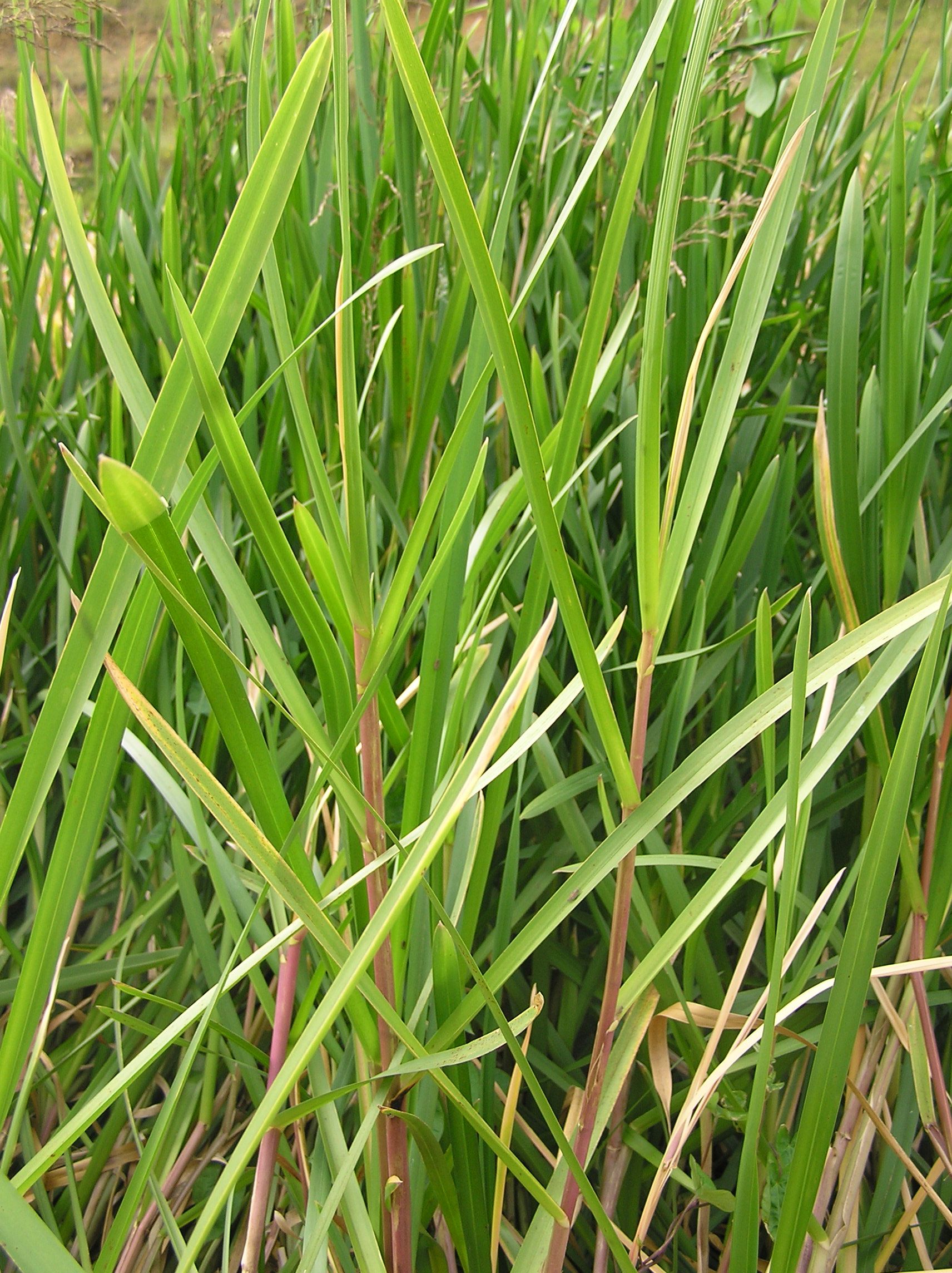 What Does Sweetgrass Look Like?