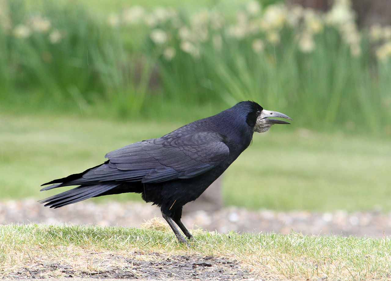 Rook  New Zealand Birds Online