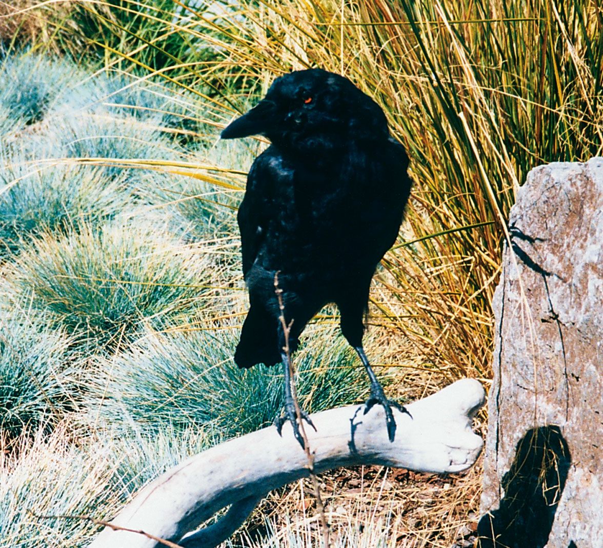 Waikato Regional Council hunting for rook sightings