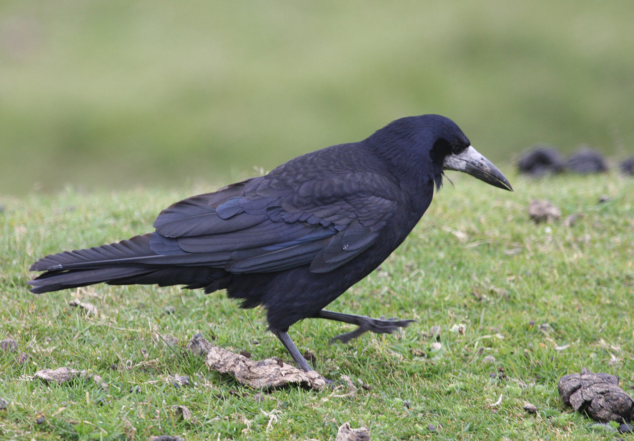 Rooks among the rocks, Birds