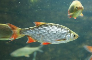 Koi carp - Pest control hub - Northland Regional Council