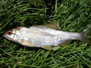 Koi carp - Pest control hub - Northland Regional Council