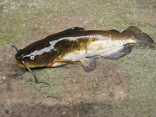 Brown bullhead catfish - Pest control hub - Northland Regional Council