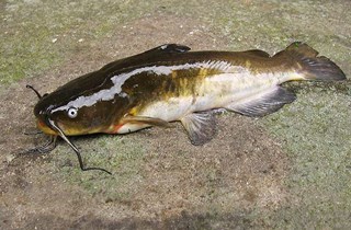 Brown bullhead catfish