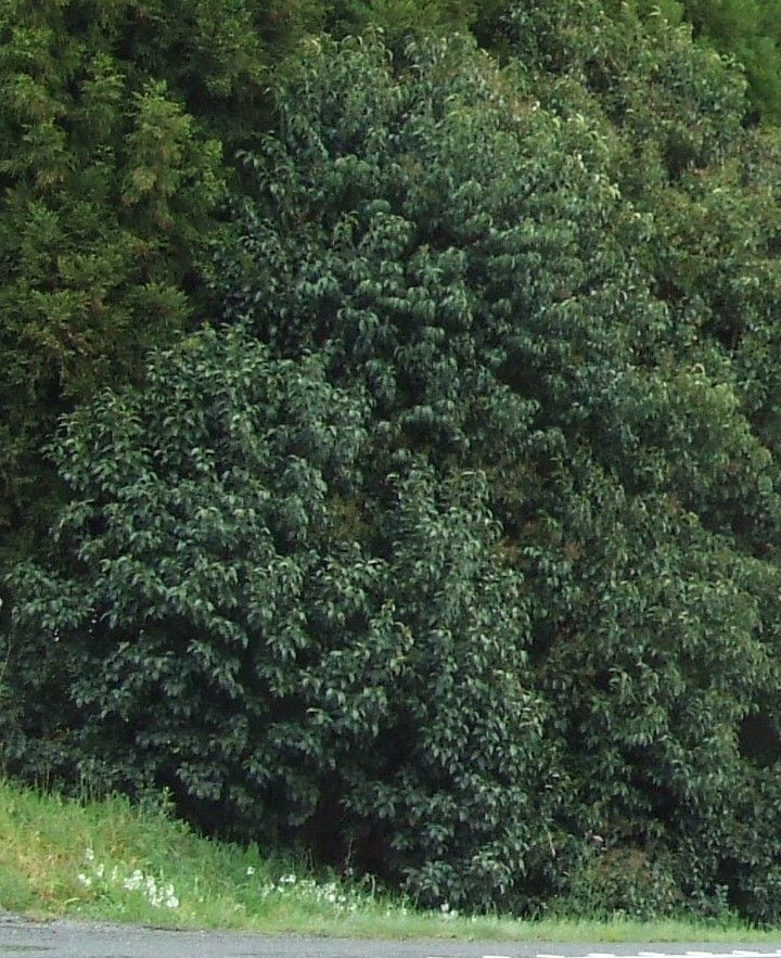 Tree Privet Pest Control Hub Northland Regional Council