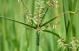 Nutgrass - Pest control hub - Northland Regional Council