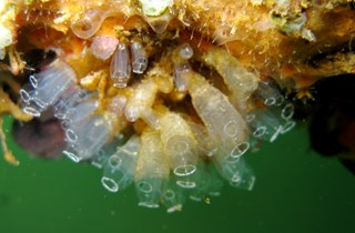 Lightbulb ascidian