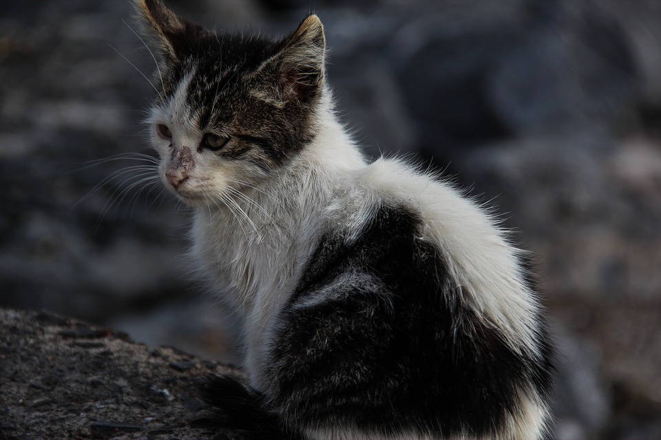 Cats - feral and stray - Pest control hub - Northland Regional Council