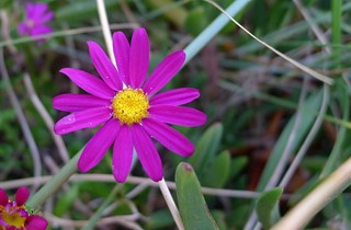 Purple/Pink ragwort