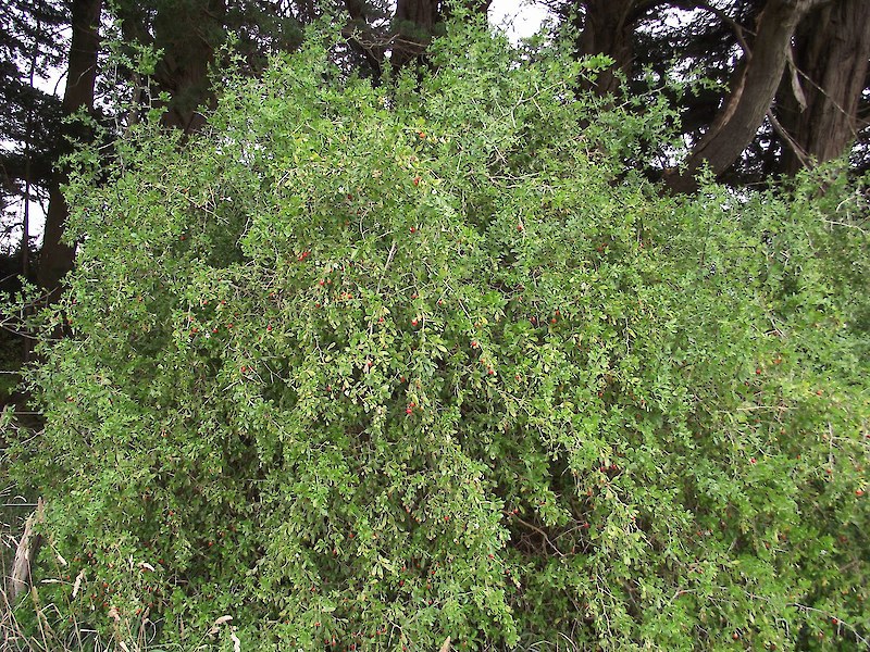 Boxthorn | Pest Hub | Hawke's Bay Regional Council