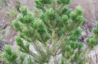 Contorta pine