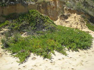 Native Beach Plants