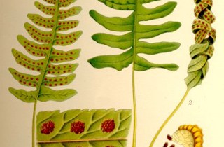 Common polypody