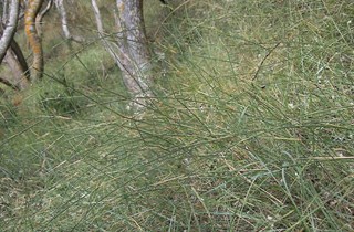 Pyp grass