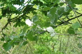 Silver poplar