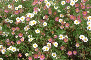 Mexican daisy