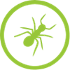 insects