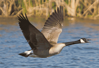 Canada geese Pests and weeds Gisborne District Council