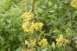 Common Barberry. Source: Weedbusters