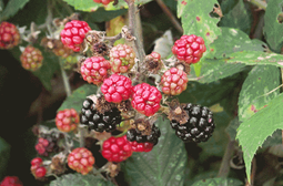 blackberry-thumb