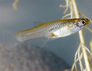 Gambusia affinis 2